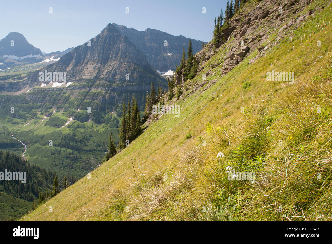 Steepsloped meadow in Glacier National Park, Montana, USA Stock Photo