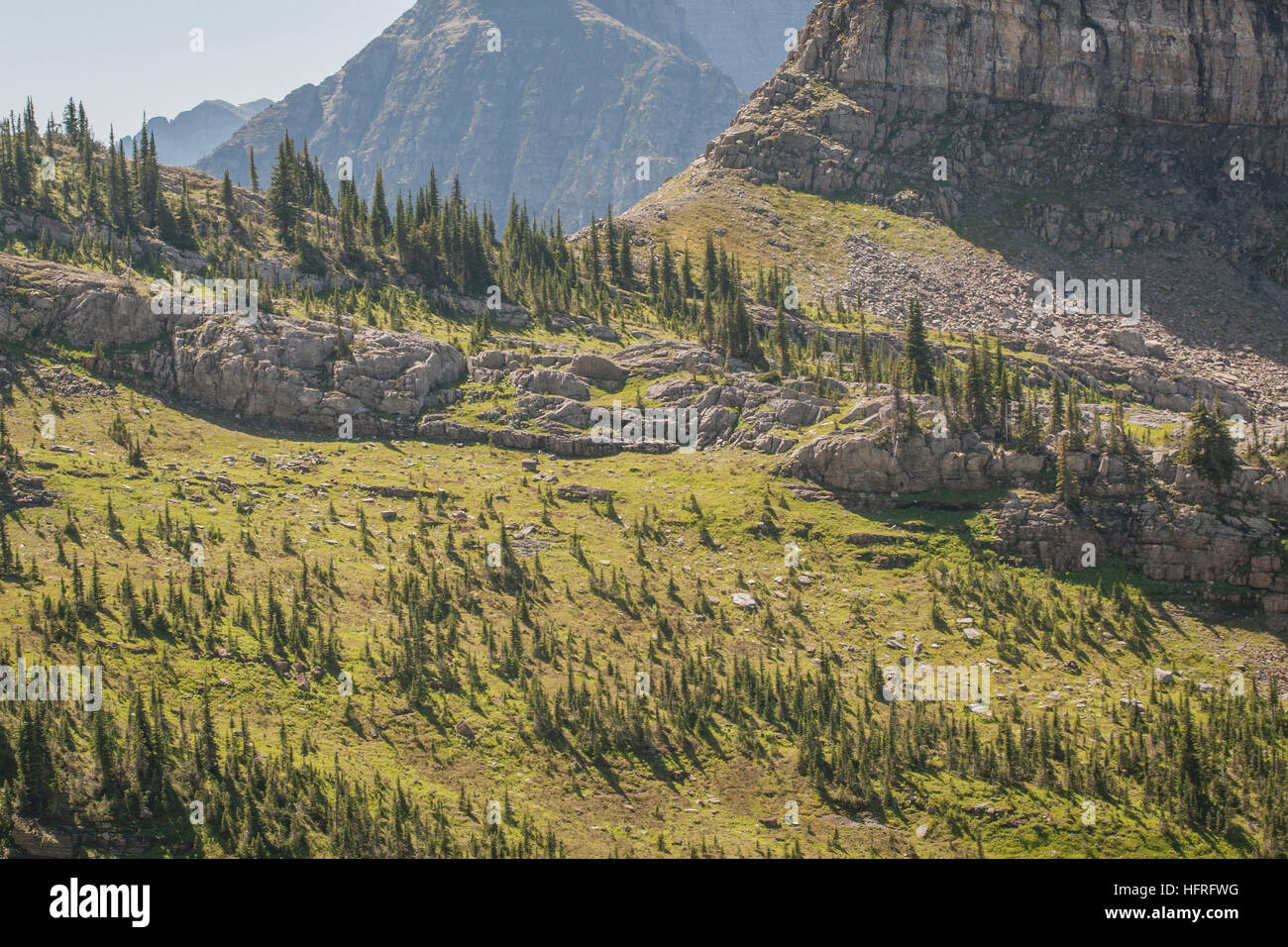 Highelevation forest in Glacier National Park, Montana, USA Stock