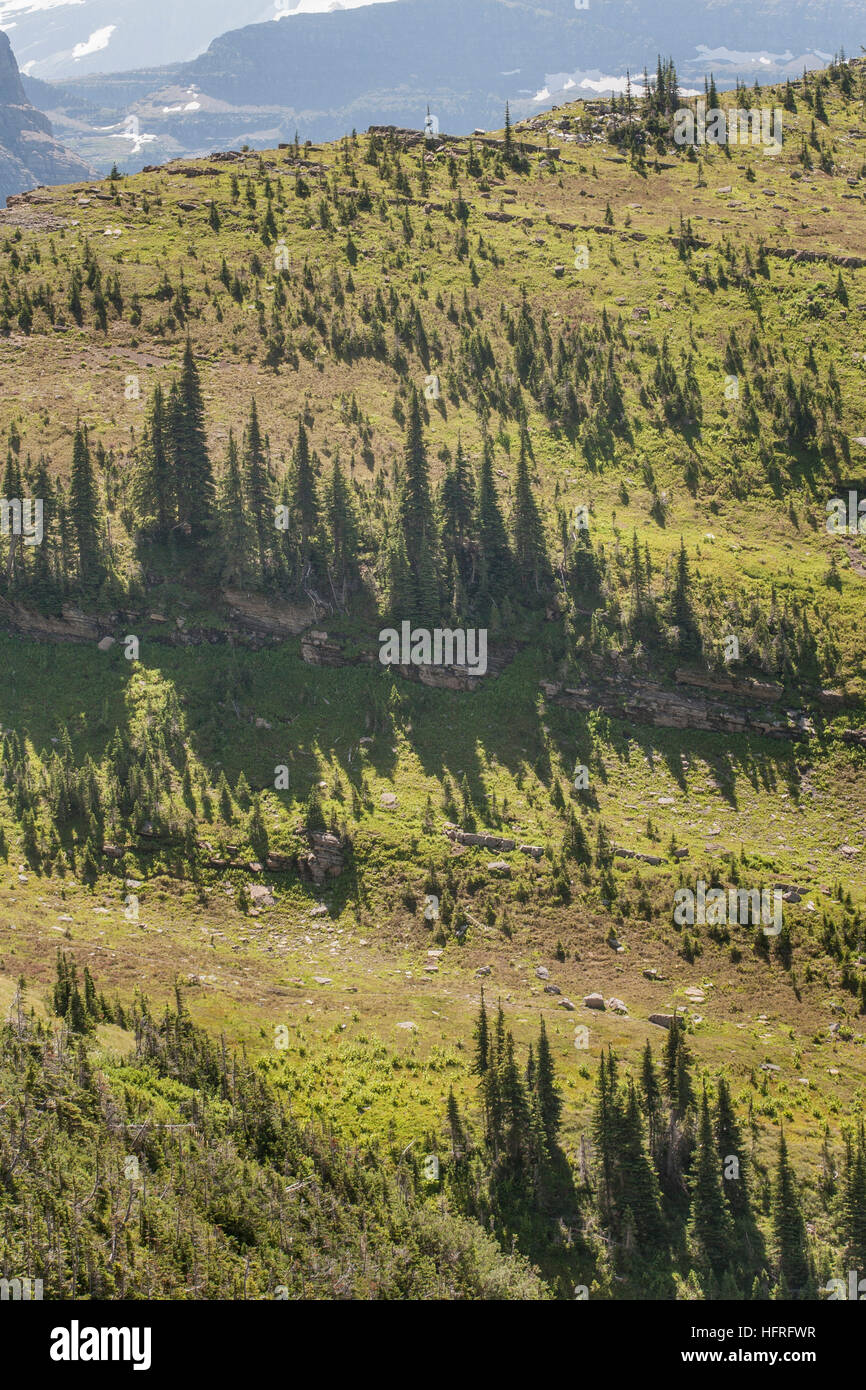 Highelevation forest and meadow in Glacier National Park, Montana, USA