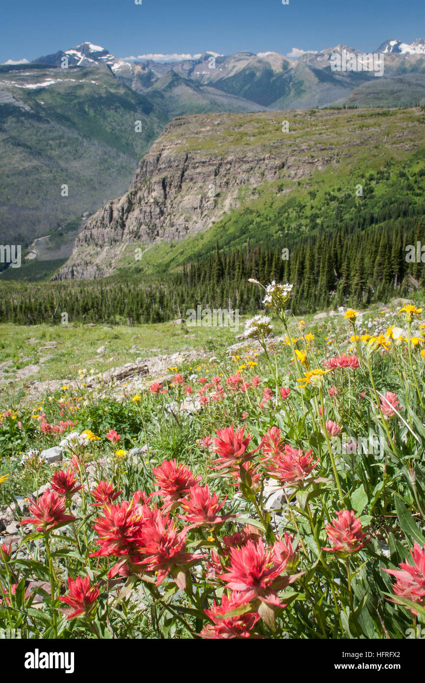 Glacier national park montana wildflowers hi-res stock photography and ...