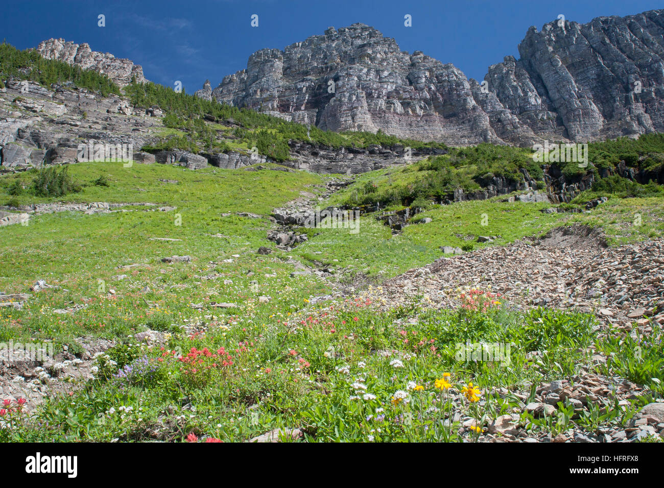 High elevation plant hires stock photography and images Alamy