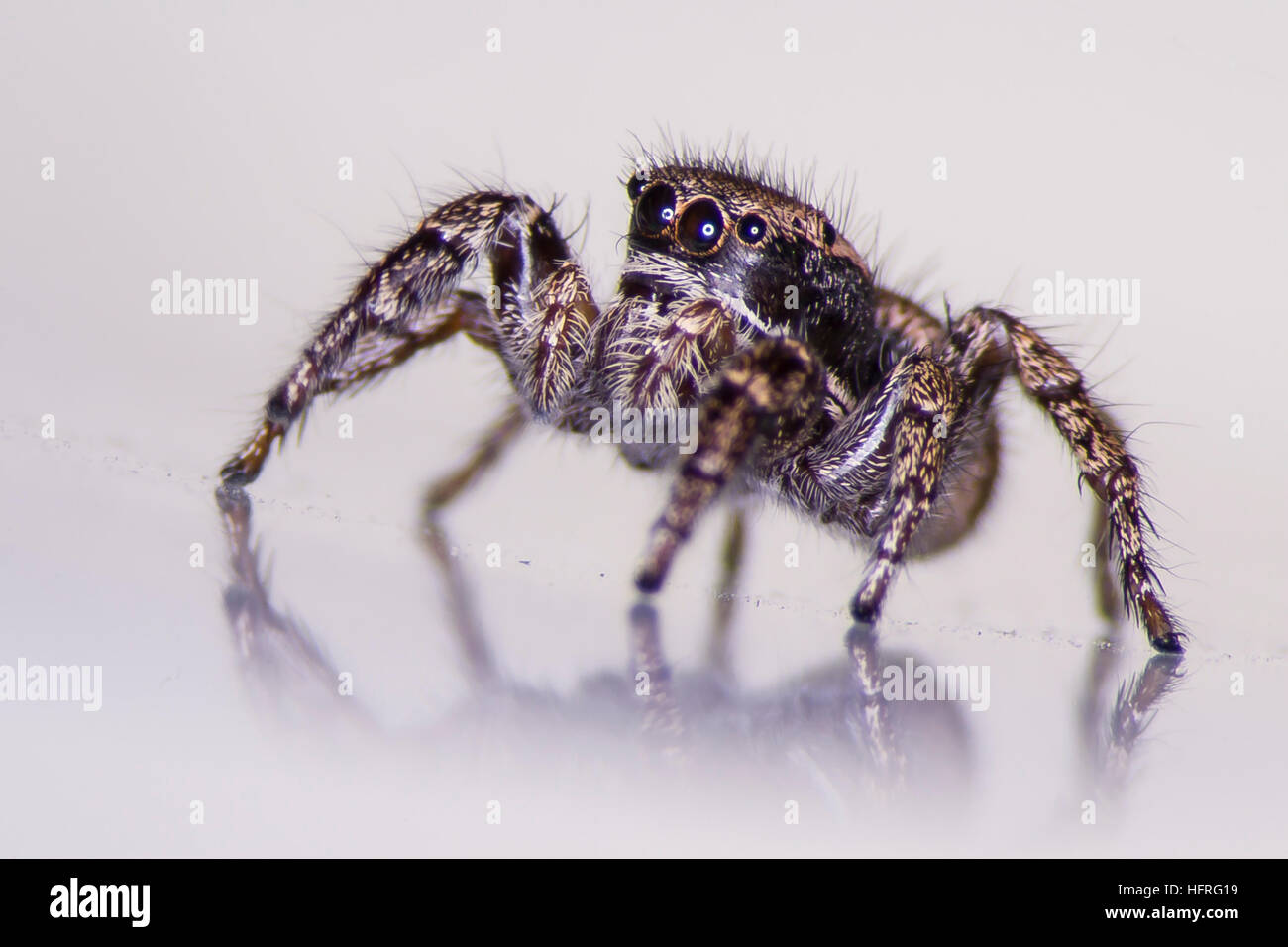 Close-up of a female Habronattus oregonensis (a jumping spider). Photographed on a white background. Stock Photo