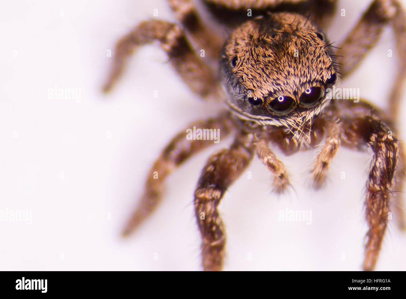 Close-up of a juvenile Habronattus oregonensis (a jumping spider). Photographed on a white background. Stock Photo