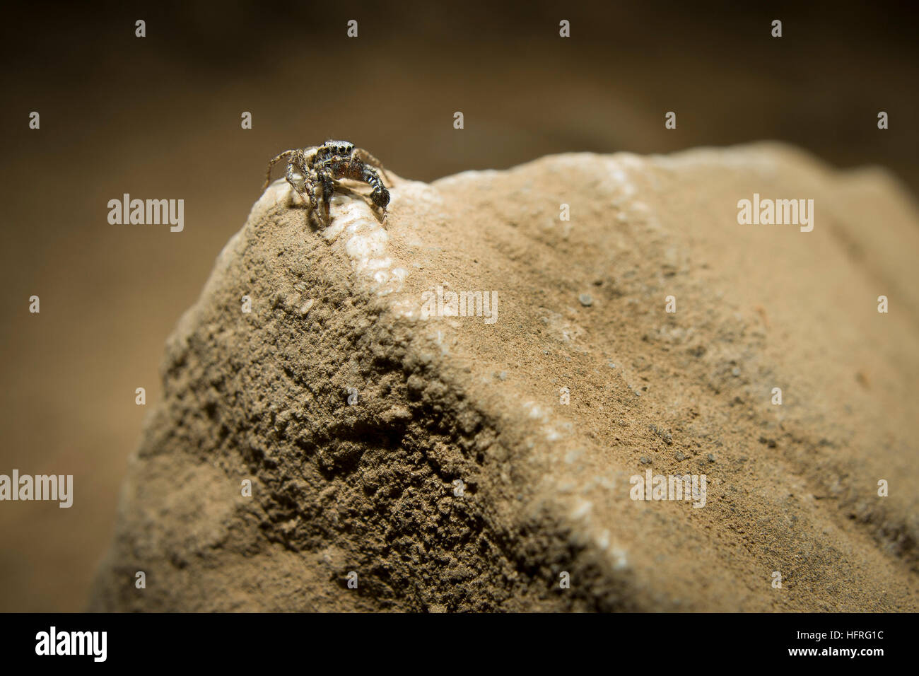 Male Habronattus oregonensis (a jumping spider) perched on a rock. Stock Photo