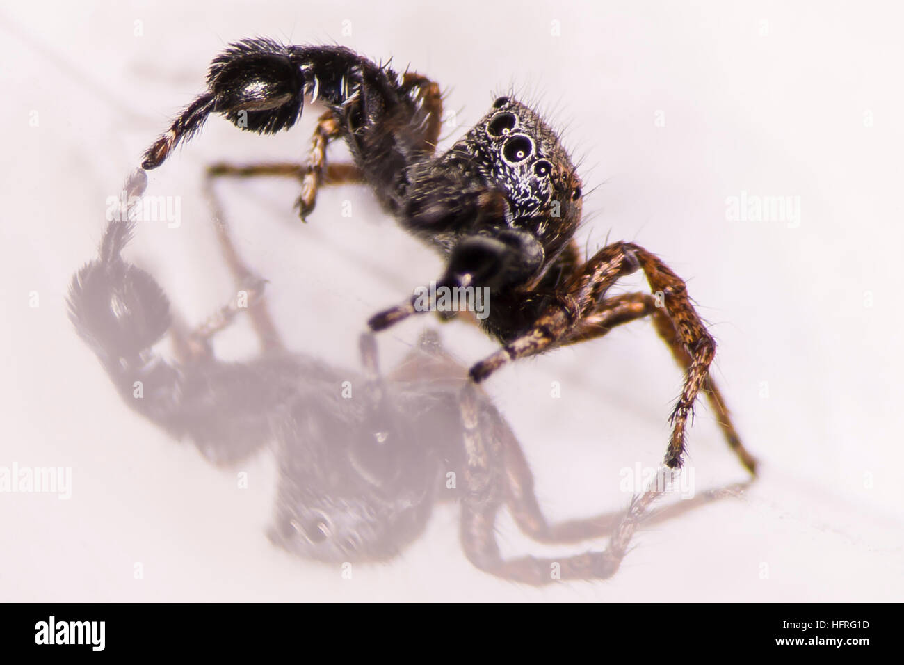 Close-up of a male Habronattus oregonensis (a jumping spider).  The characteristic swollen tibia are apparent. Photographed on a white background. Stock Photo