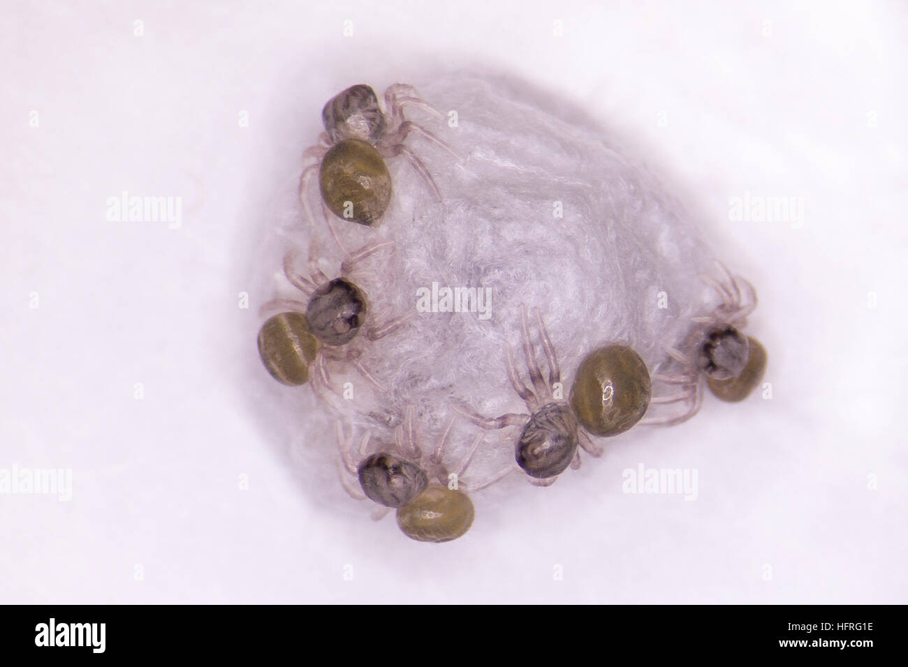 Habronattus oregonensis hatchlings, still clinging to the surface of the egg sac. Photographed on a white background. Stock Photo
