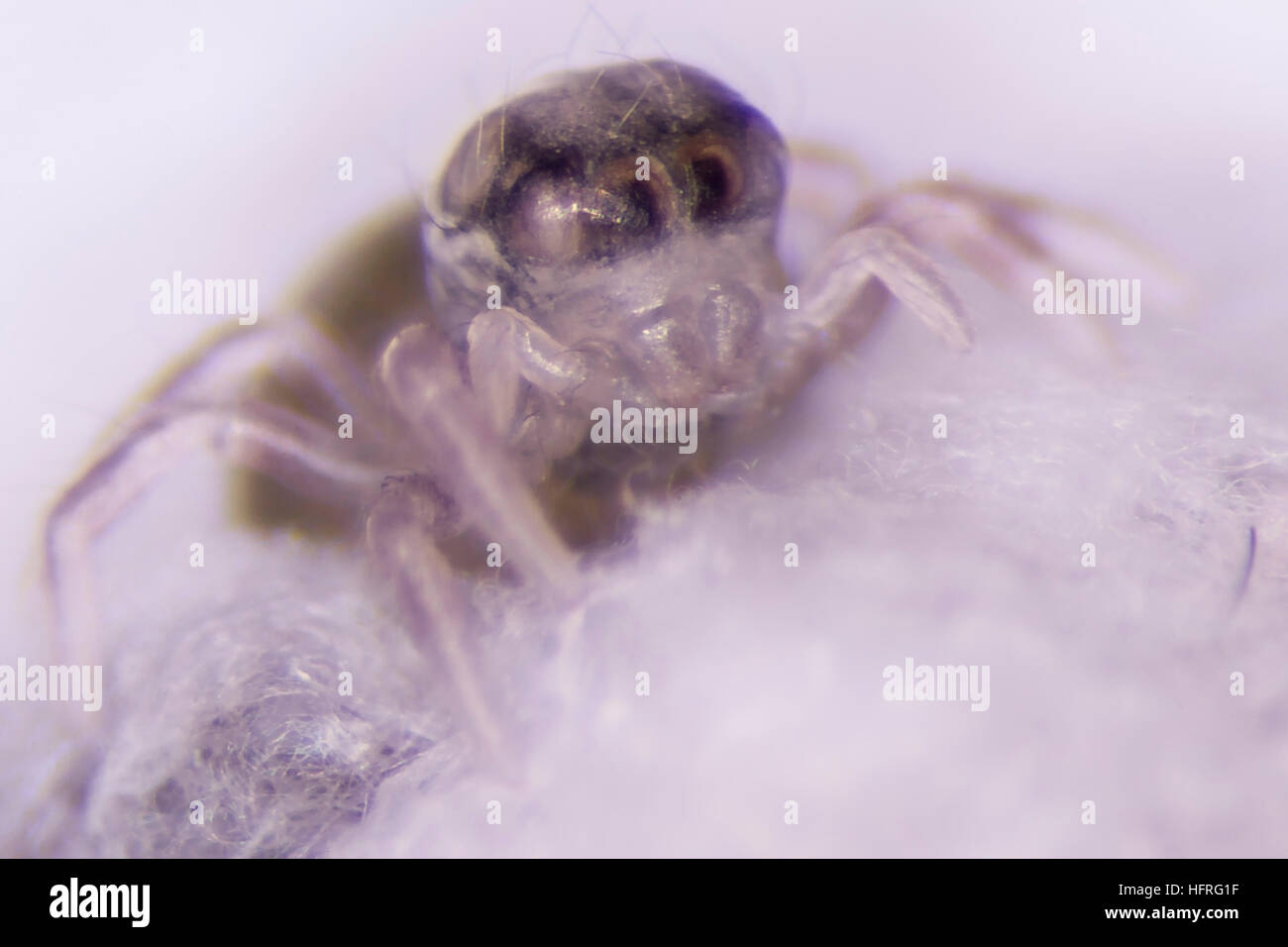 Habronattus oregonensis hatchling, still clinging to the surface of the egg sac. Photographed on a white background. Stock Photo