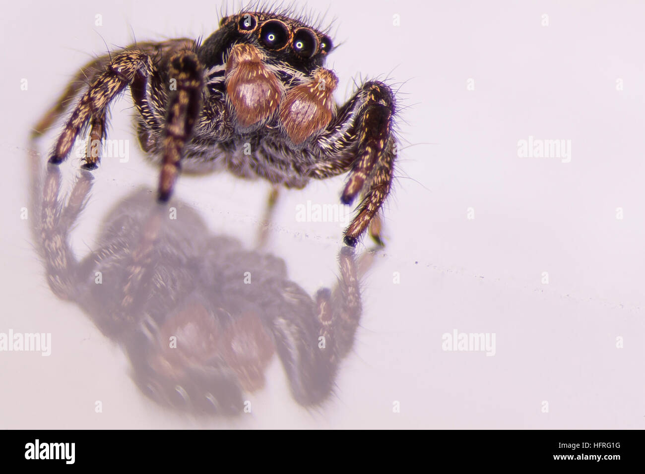 Male penultimate instar of Habronattus oregonensis (a jumping spider). The palps are swollen and will reveal the male's specialized mating structures  Stock Photo
