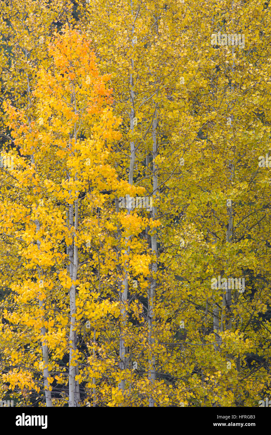 Orange Tipped Aspen, Stevens Pass, North Cascades, Leavenworth, Washington, USA Stock Photo