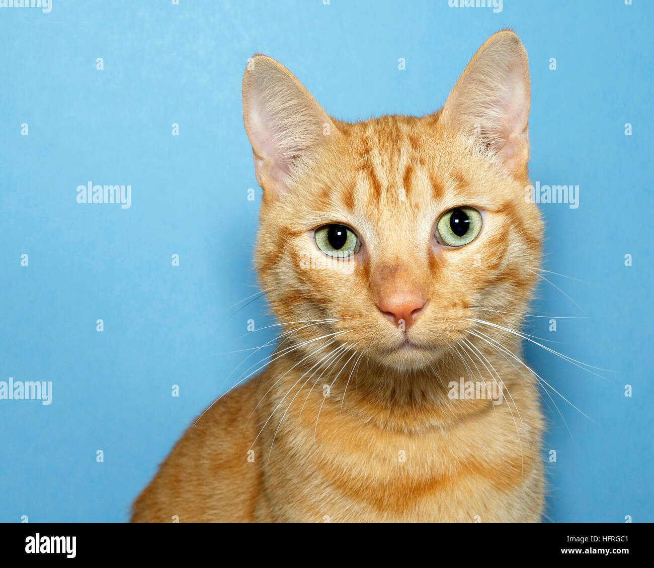 Portrait Orange Tabby Cat On Blue Background With Yellow Green Eyes Looking Straight Ahead Copy Space Stock Photo Alamy