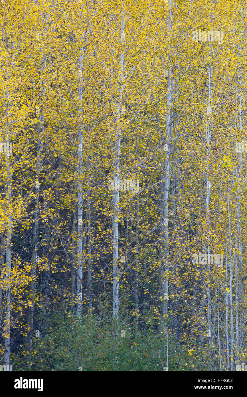 Colony of Aspens, Stevens Pass, North Cascades, Leavenworth, Washington, USA Stock Photo