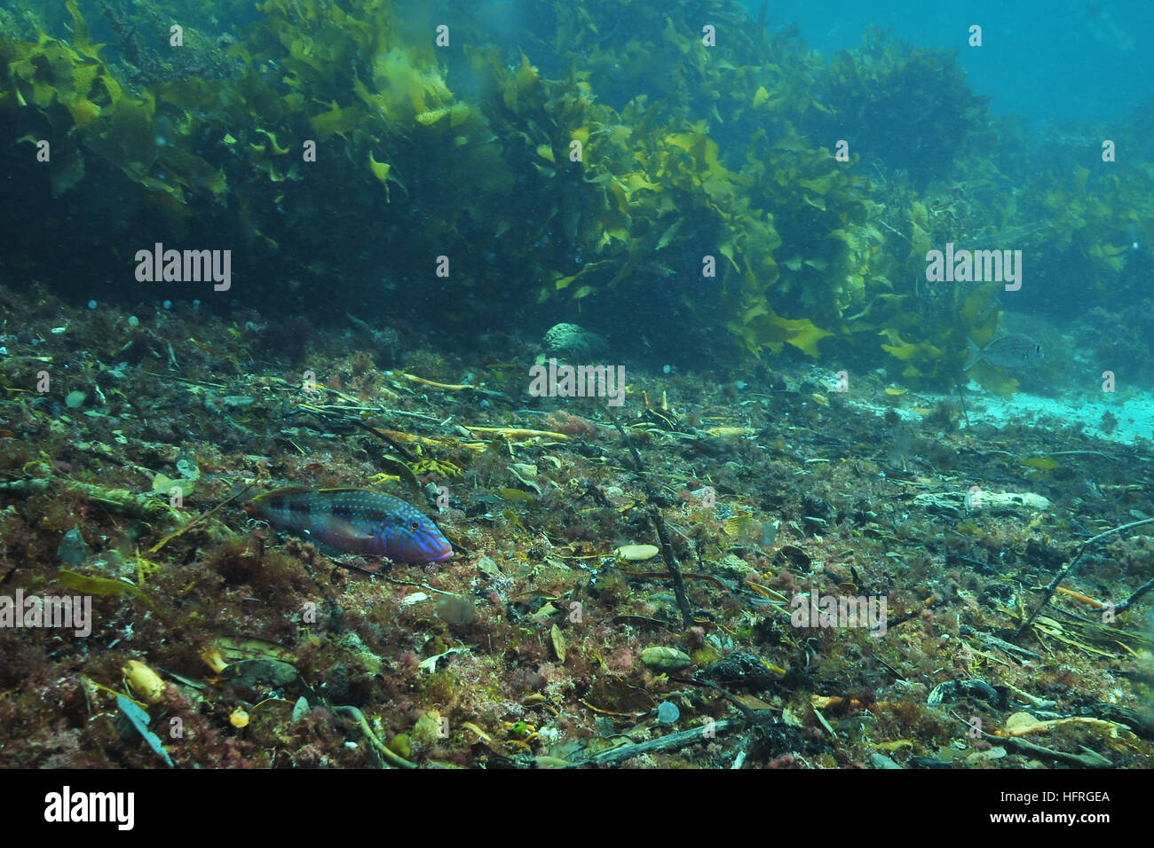 Male goatfish resting in debris Stock Photo