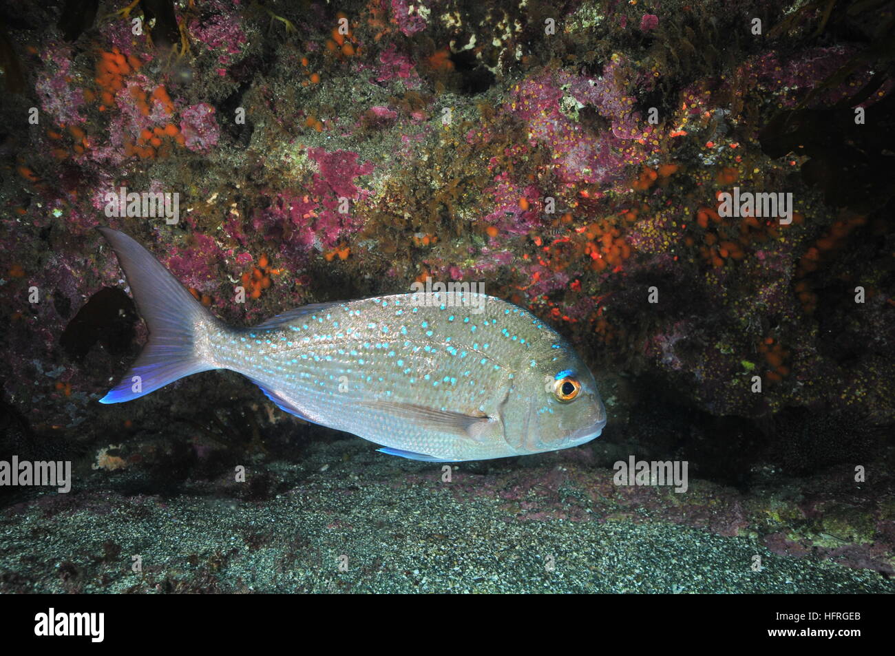 Australasian snapper in front of rocky wall Stock Photo