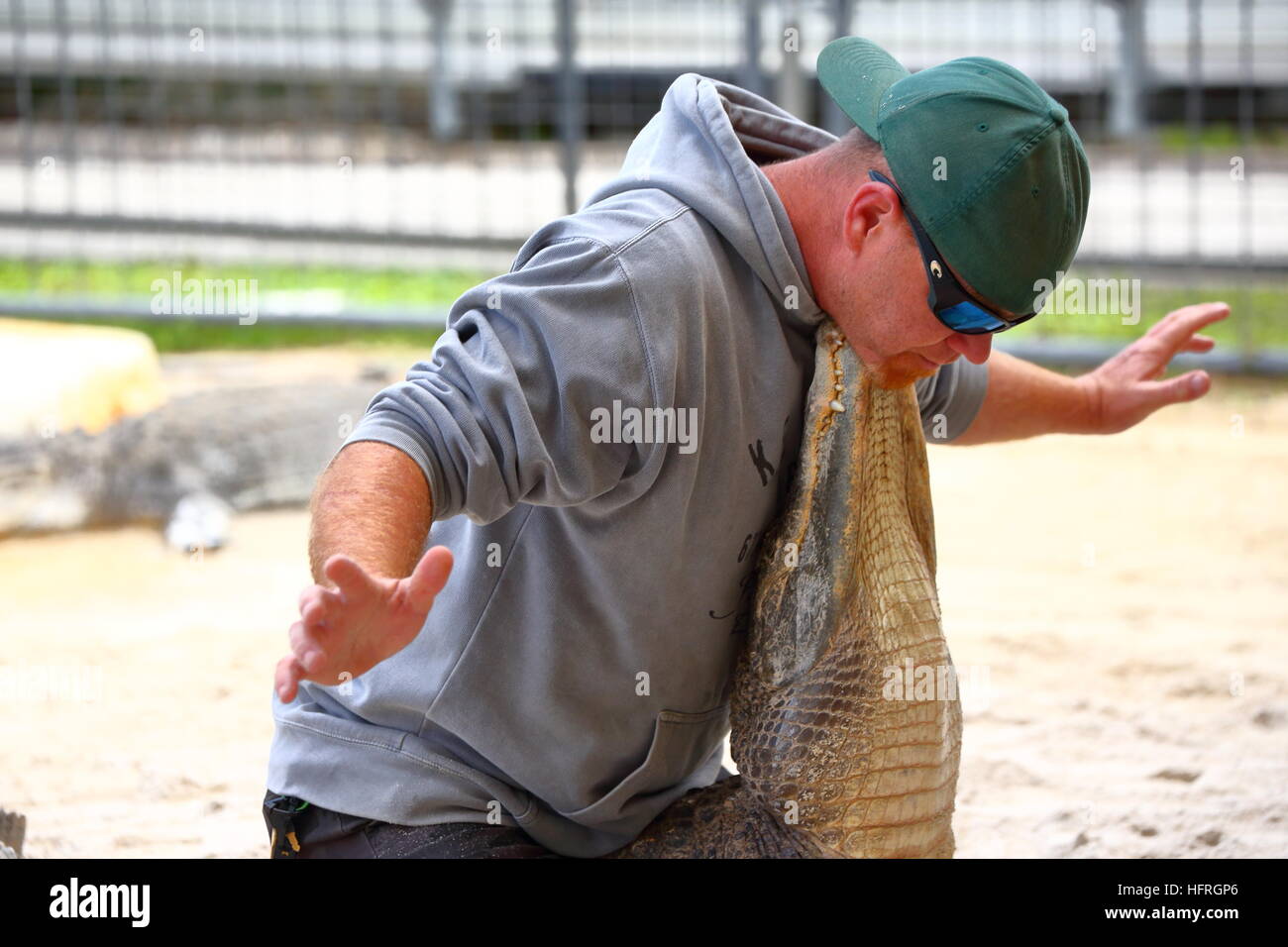 An animal handler at the Everglades Alligator Farm in Florida shows off