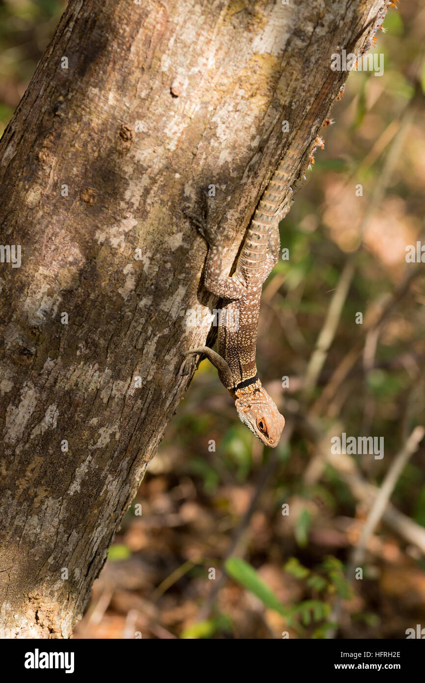 Oplurus cuvieri, commonly known as the collared iguanid lizard, collared iguana, or Madagascan collared iguana. Ankarafantsika National Park, Madagasc Stock Photo