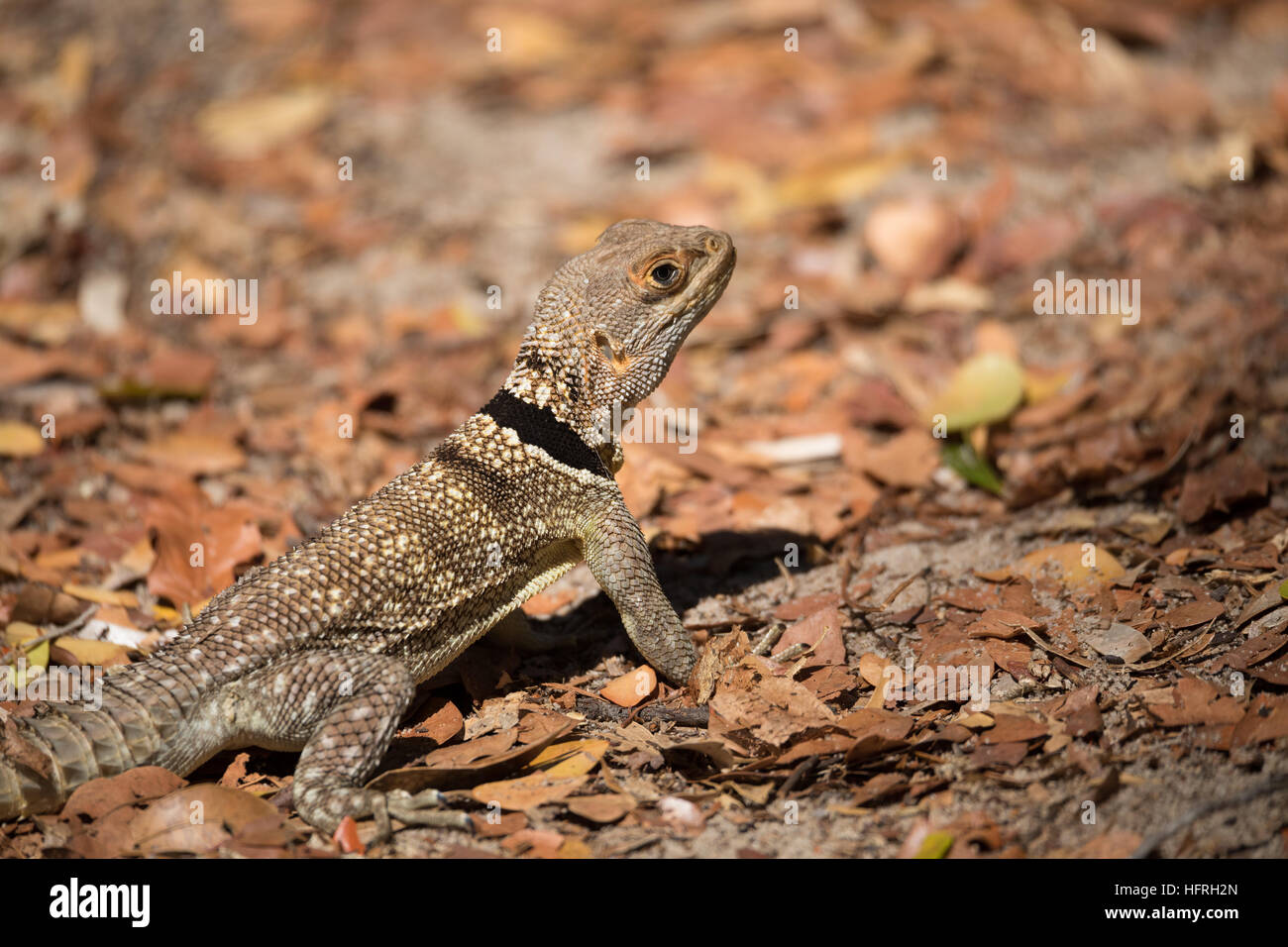 Oplurus cuvieri, commonly known as the collared iguanid lizard, collared iguana, or Madagascan collared iguana. Ankarafantsika National Park, Madagasc Stock Photo