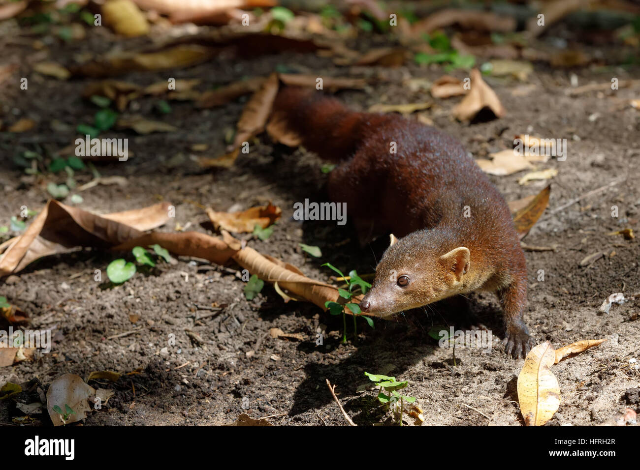 Ringtailed mongoose (Galidia elegans), subfamily Galidiinae