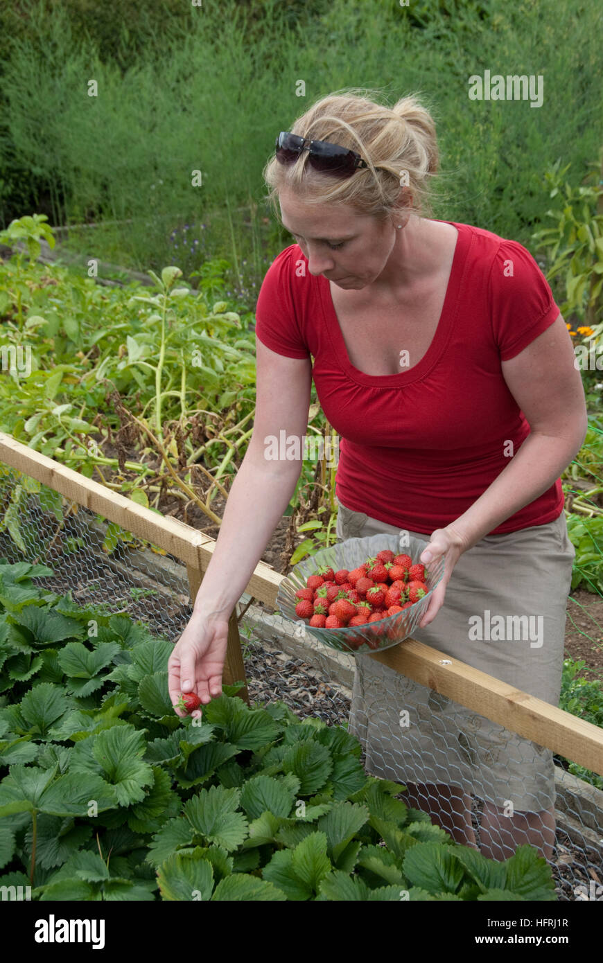 Woman picking strawberries Stock Photo - Alamy