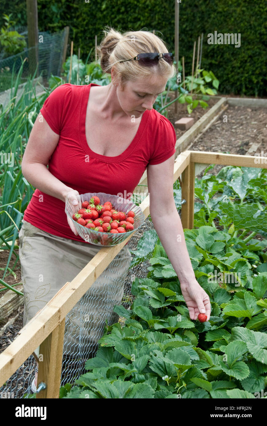 Woman picking strawberries Stock Photo - Alamy