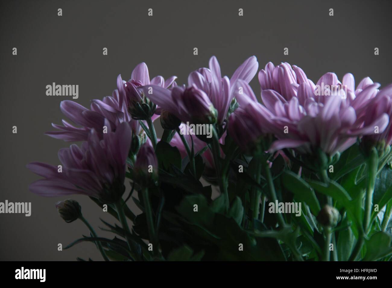 Beautiful purple bouquet flowers hi-res stock photography and images ...