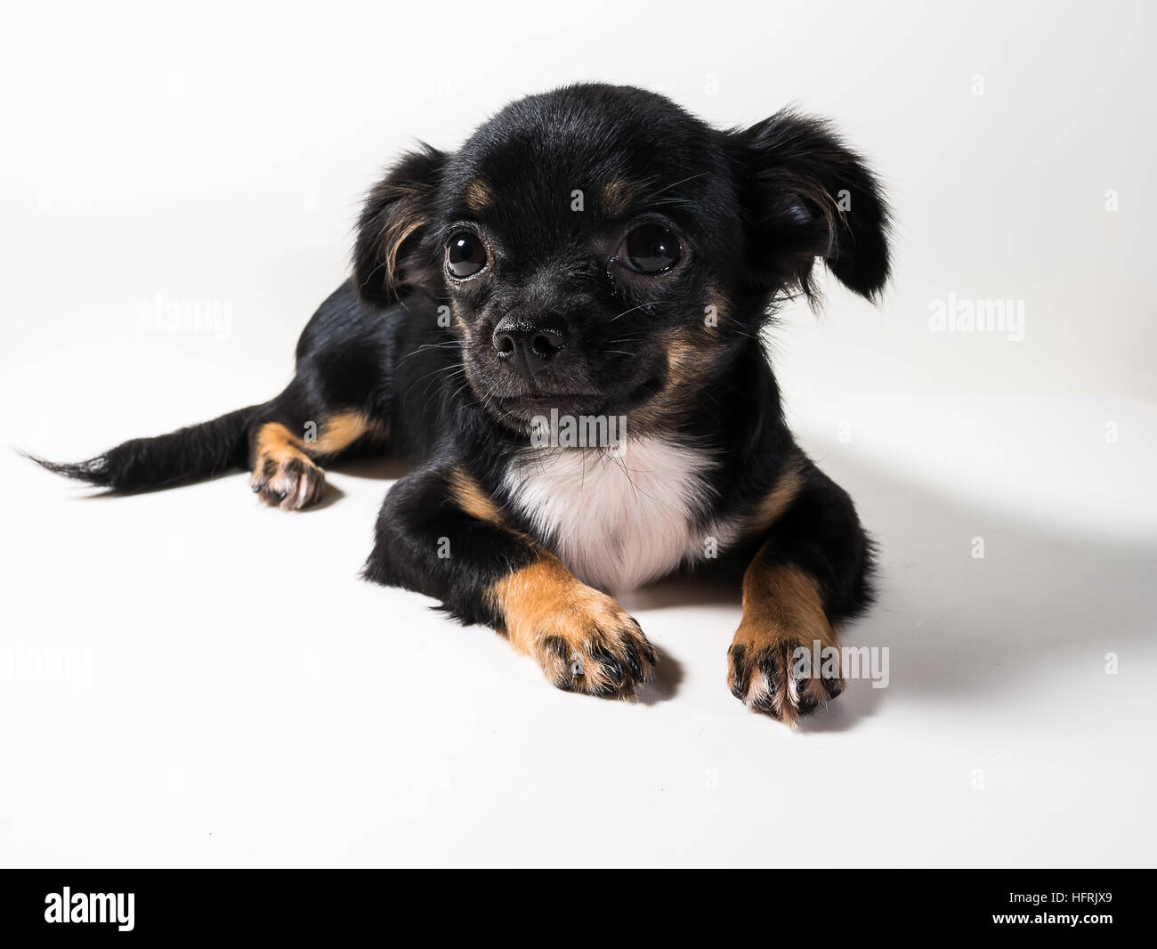 Long Haired Chihuahua Puppy On White Background Stock Photo