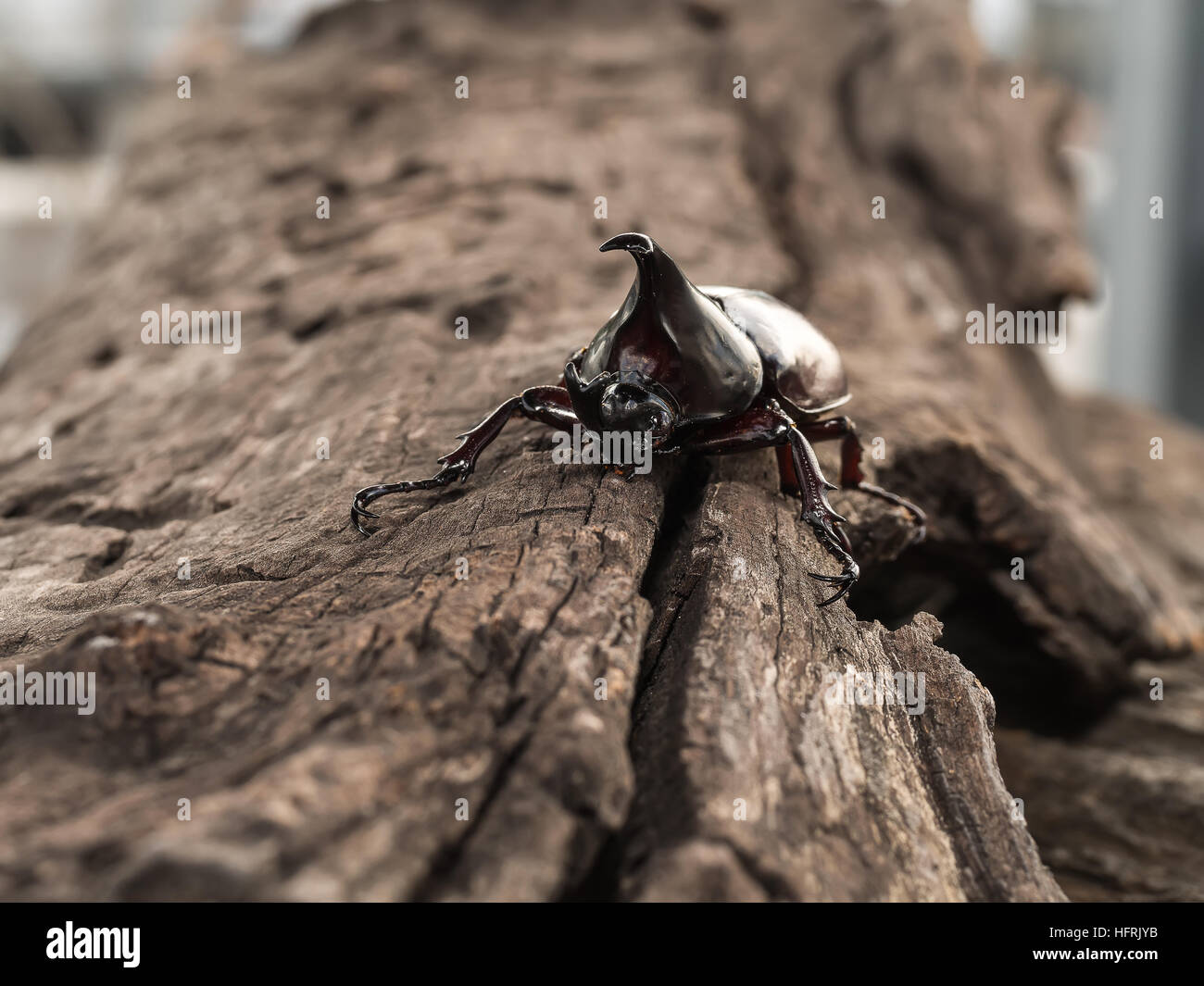 Rhinoceros beetle, Rhino beetle, Hercules beetle, Unicorn beetle, Horn
