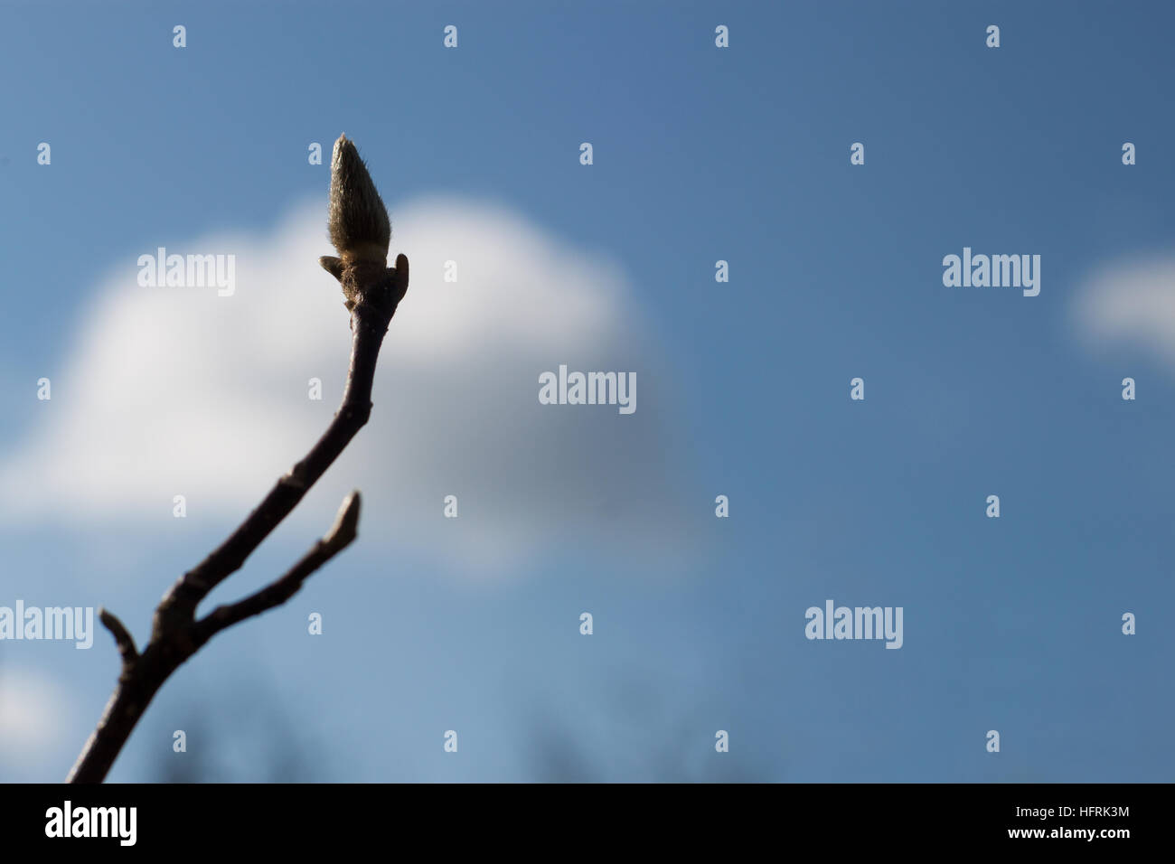 Burgeon against the sunlight on blurred blue sky background Stock Photo