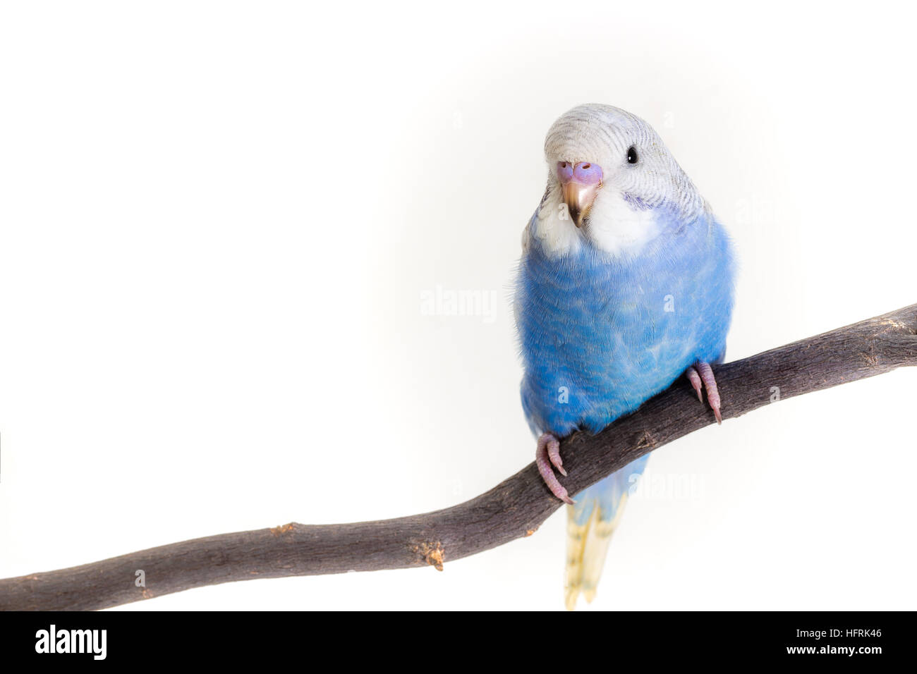 Little Cute Budgerigar, Budgie, Bird on white background Stock