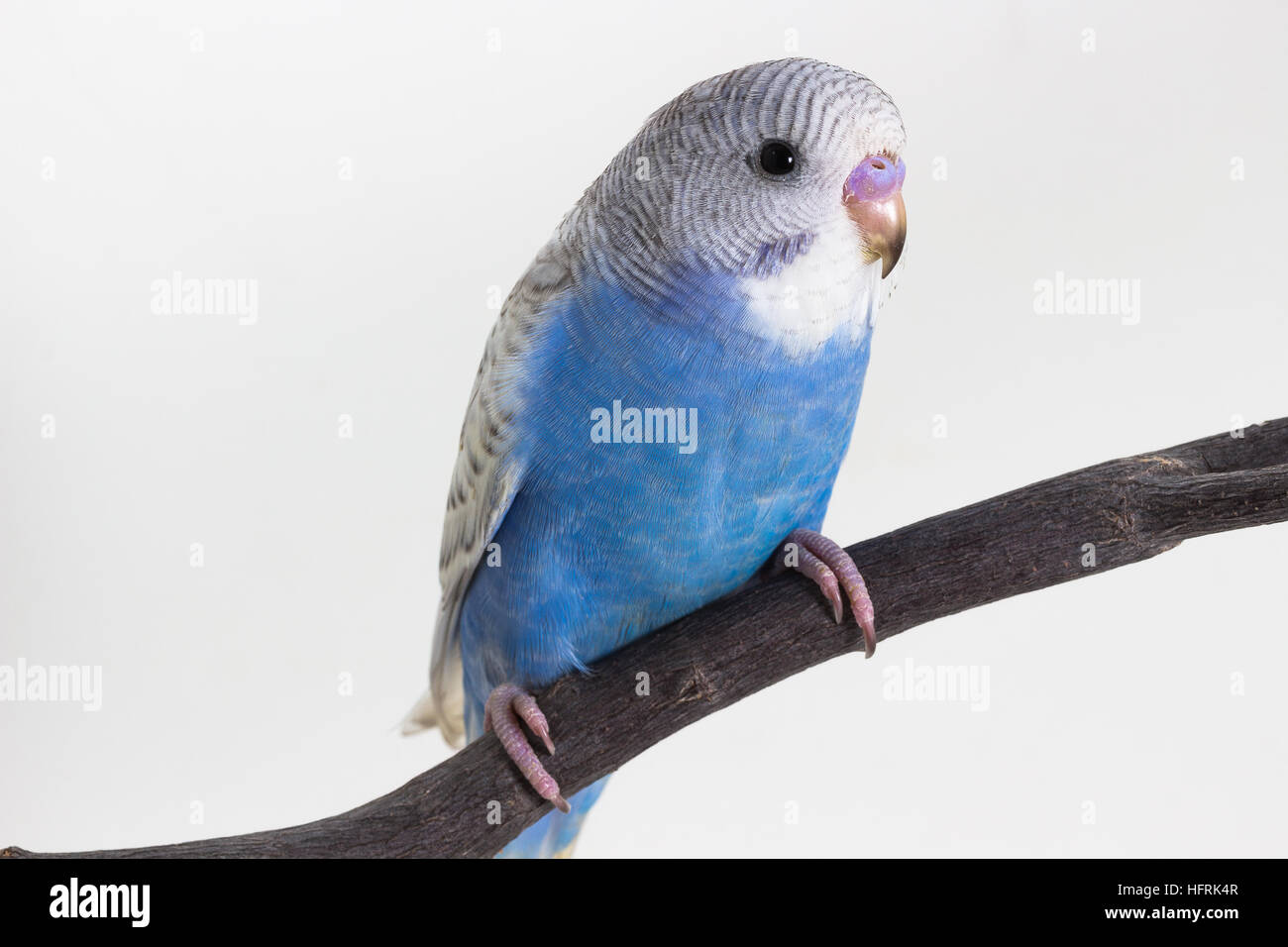 Little Cute Budgerigar, Budgie, Bird on white background Stock