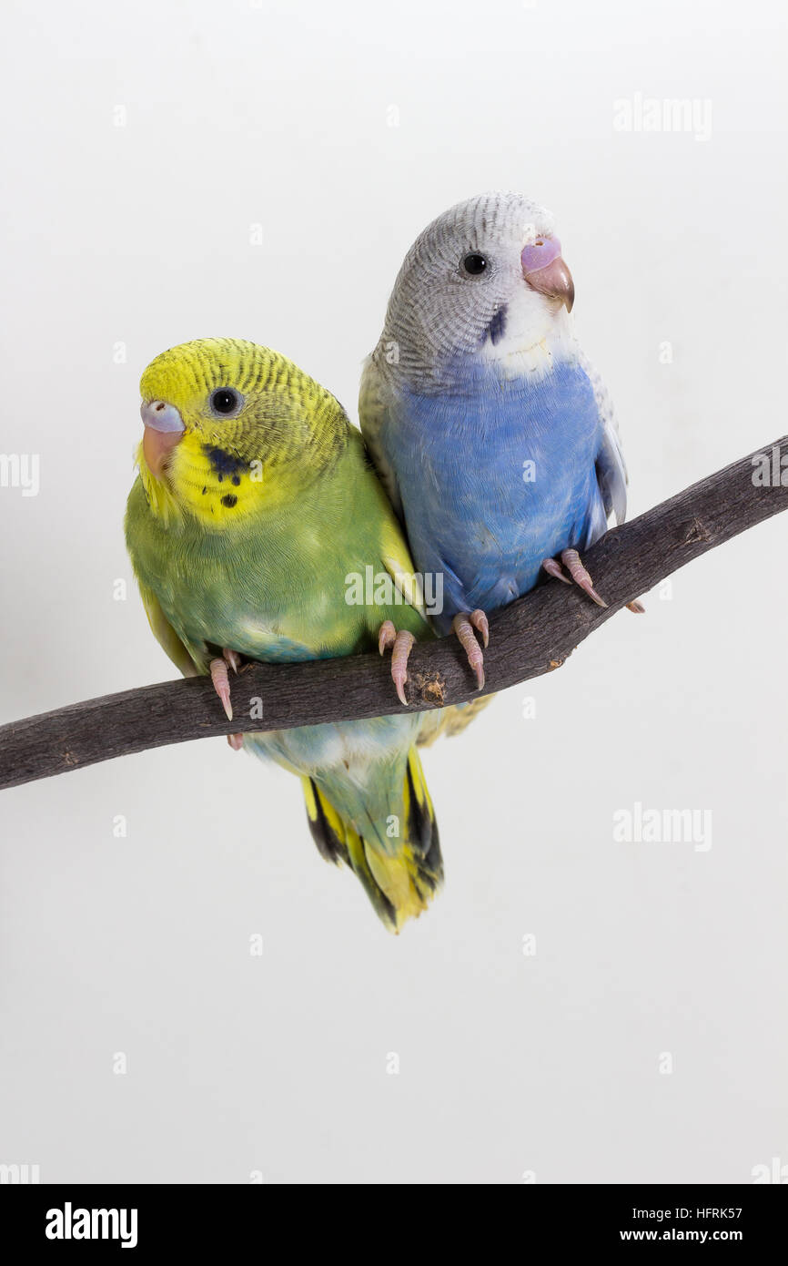 Cute budgie hi-res stock photography and images - Alamy