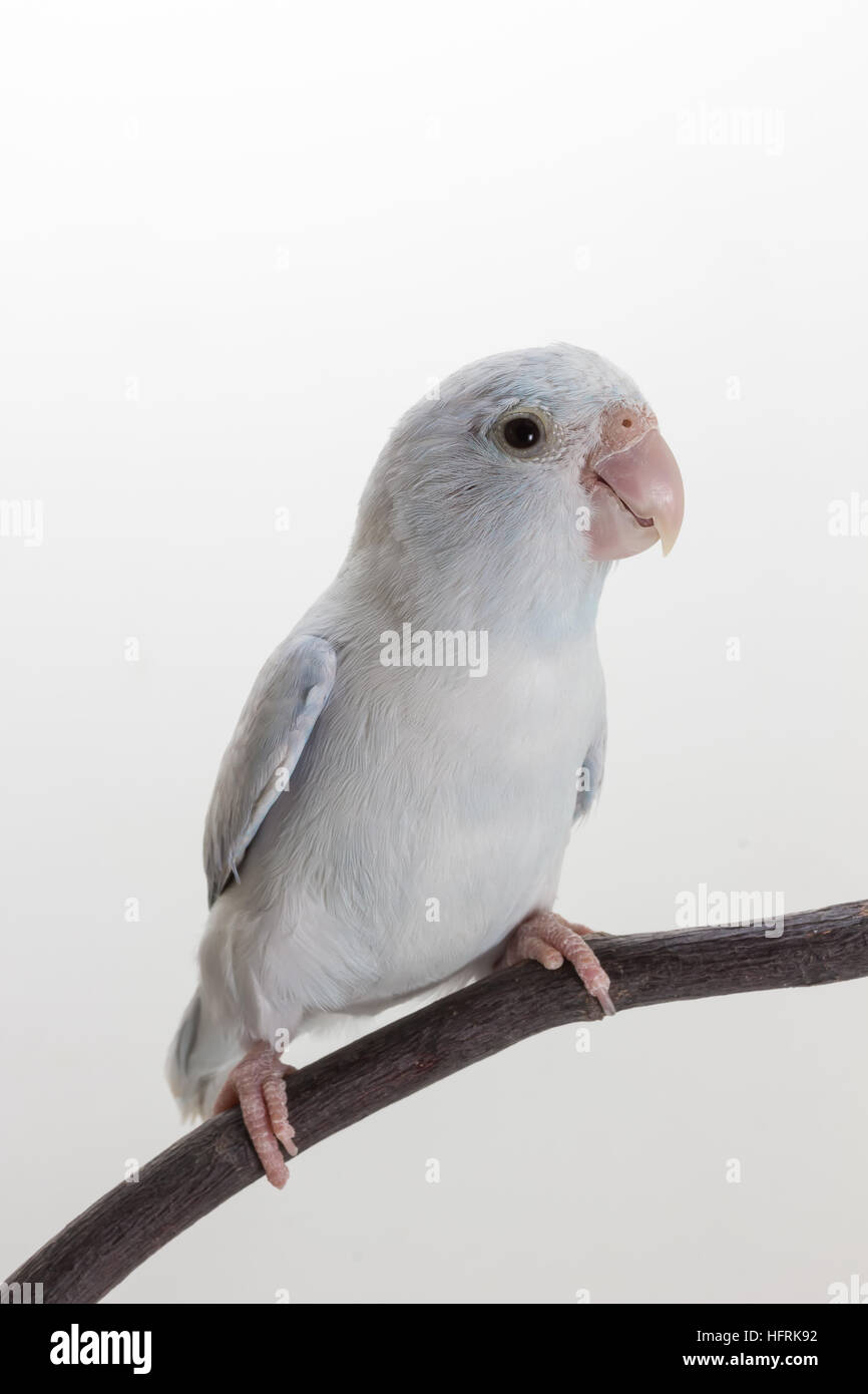 White Forpus on the branch and white background Stock Photo