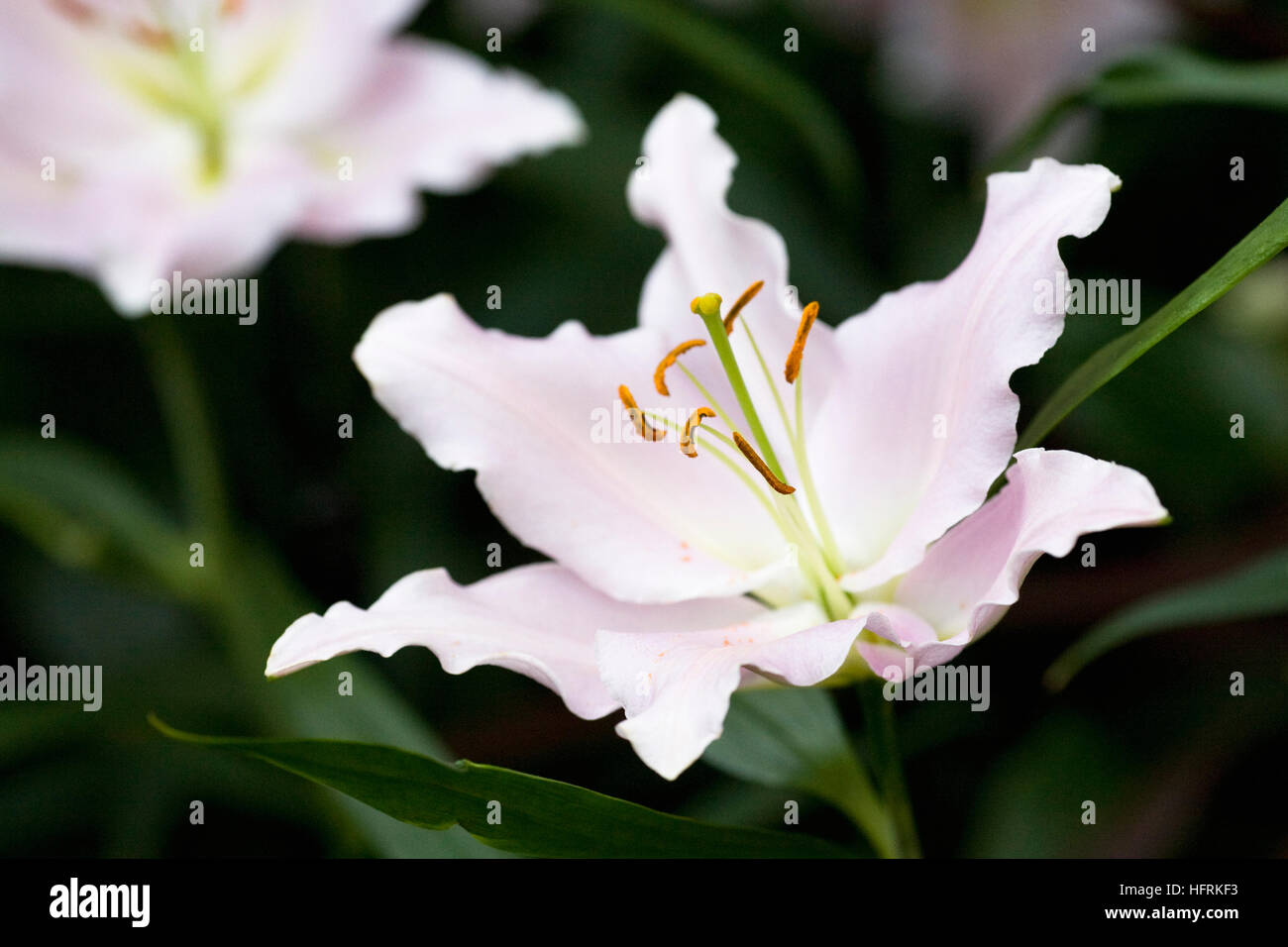 Lilium 'Ovada'. Oriental lilies being grown in a protected environment in Winter. Stock Photo