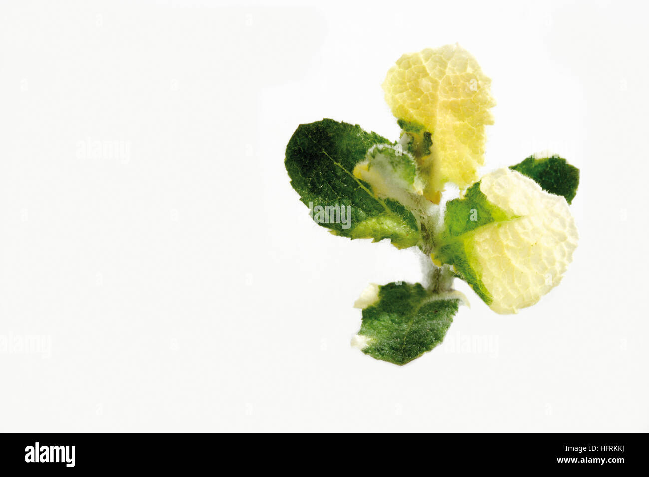 Apple Mint (Mentha x suaveolens Variegata) Stock Photo