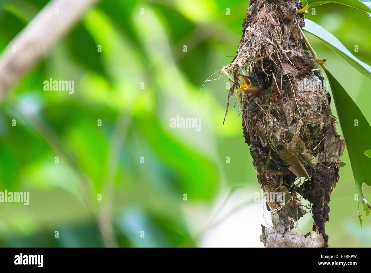 Olive-backed Sunbird Feeding Chicks in their nest Stock Photo