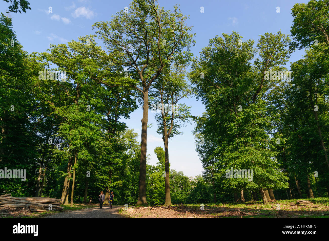 Wien, Vienna: oaks in Lainzer Tiergarten, 13., Wien, Austria Stock Photo