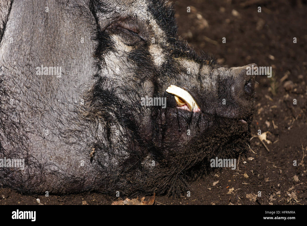 Filthy Pig Big fat pig hi-res stock photography and images - Alamy