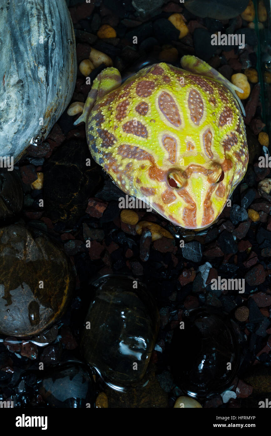Albino Pac-Man Frog, Horned Frog (Ceratophrys ornata) in the tank Stock Photo