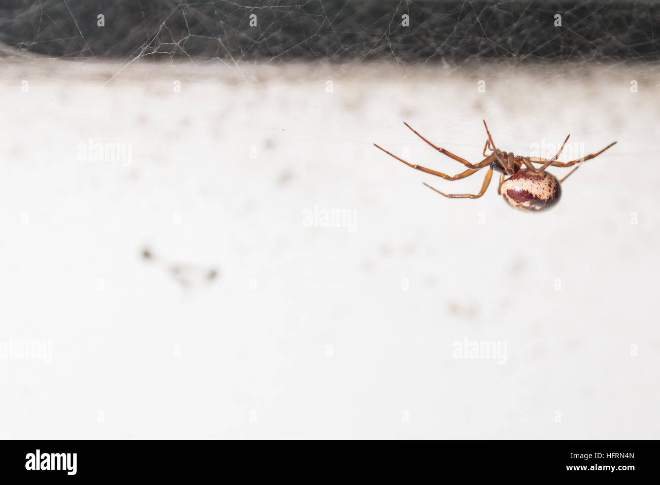 A False widow spider Steotoda nobilis sits among its web which it has made in a window. Stock Photo