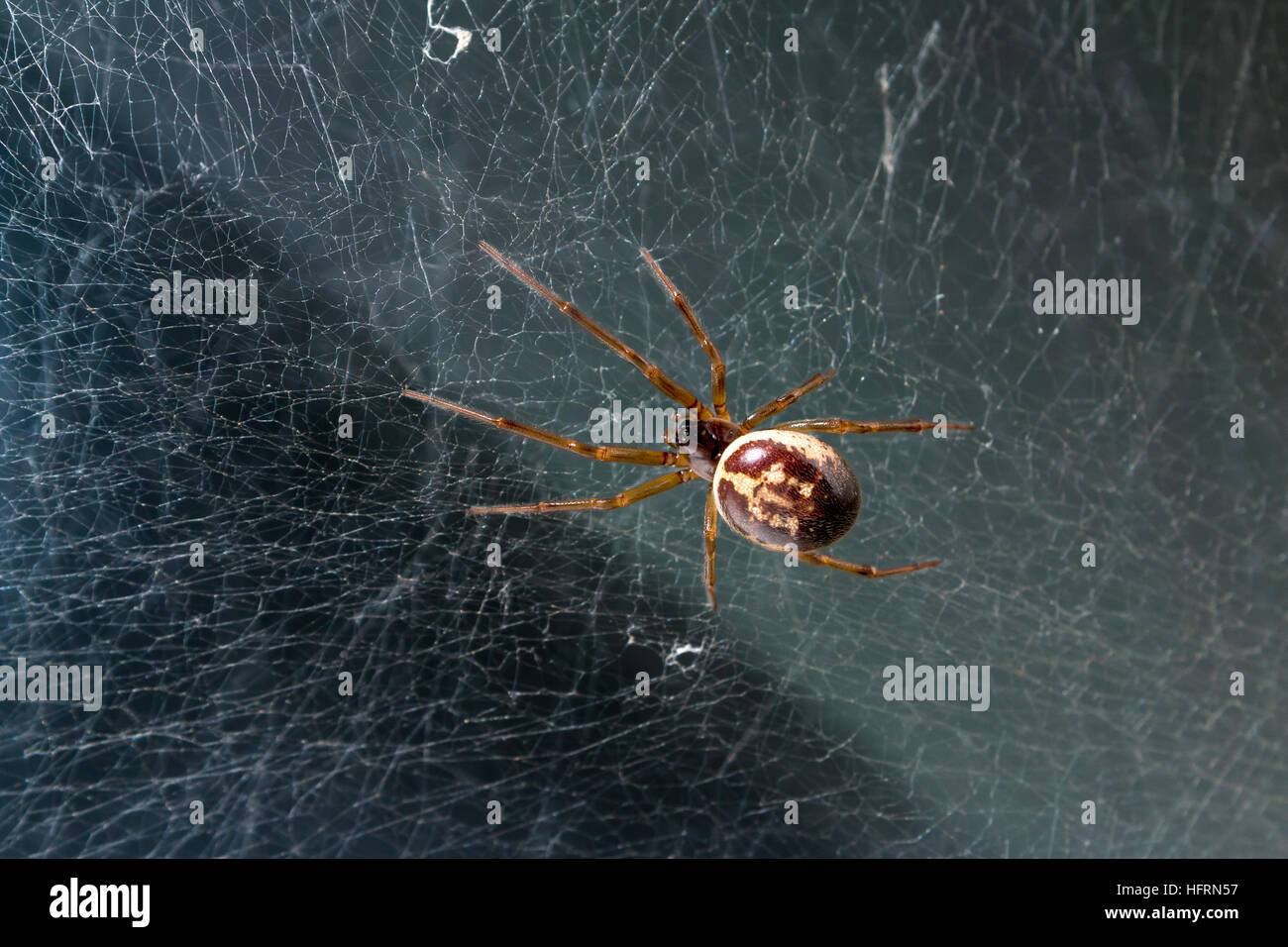 A False widow spider Steotoda nobilis sits among its web which it has made in a window. Stock Photo