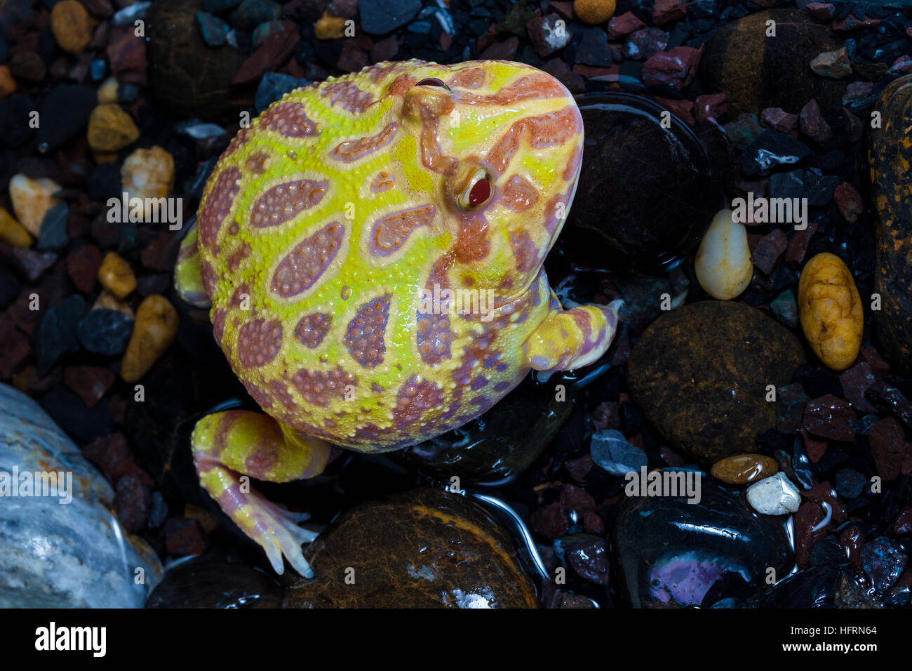 Albino Pac-Man Frog, Horned Frog (Ceratophrys ornata) in the tank Stock Photo