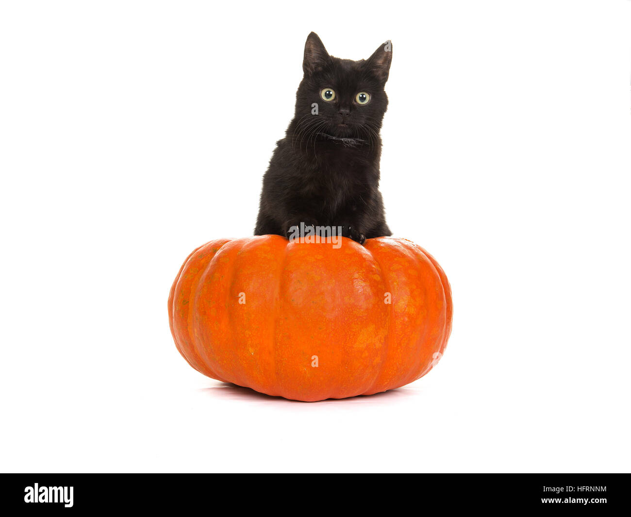 Young cute black cat in an orange pumpkin isolated on a white ...