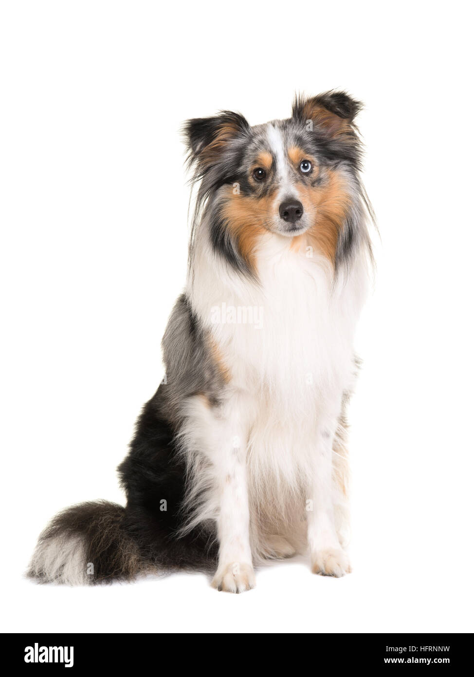 Pretty sitting shetland sheepdog isolated on a white background facing the camera Stock Photo