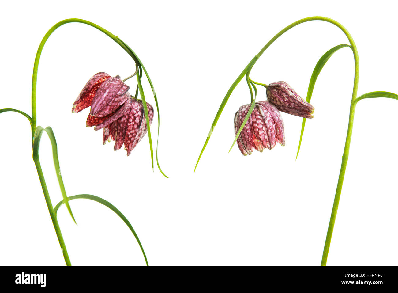 Two blooming fritillary flowers bending towards each other isolated on a white background Stock Photo