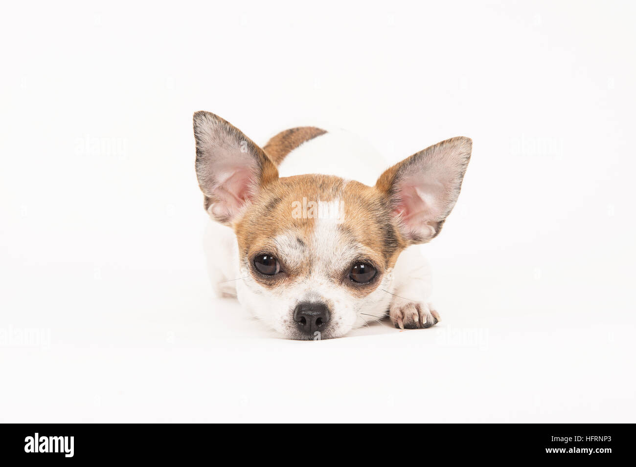 Chihuahua lying down with head on the floor in a off-white surrounding with eyes open Stock Photo
