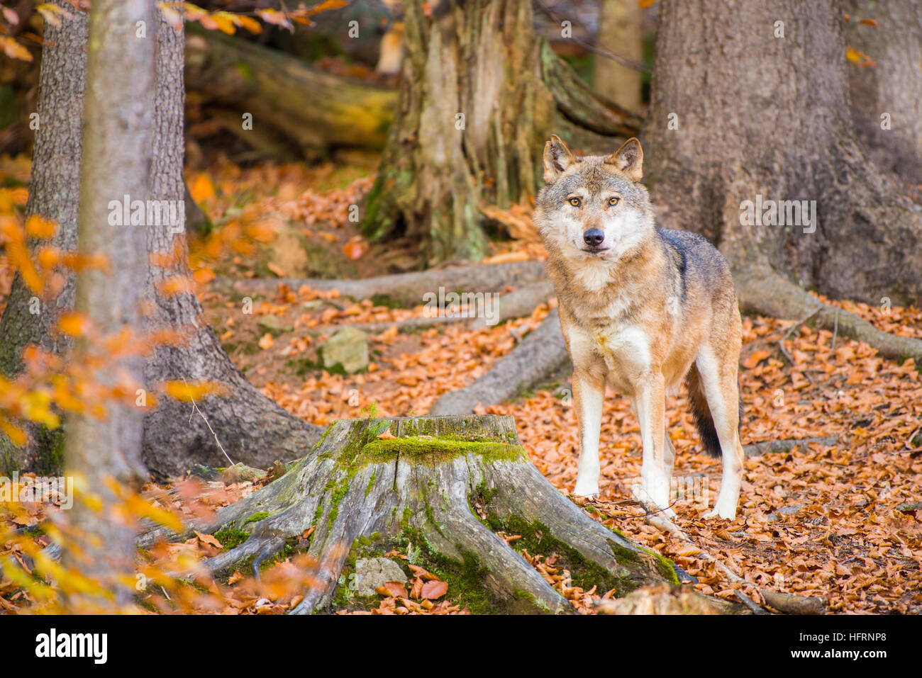 Wolf standing and facing the camera in a autumn forest Stock Photo