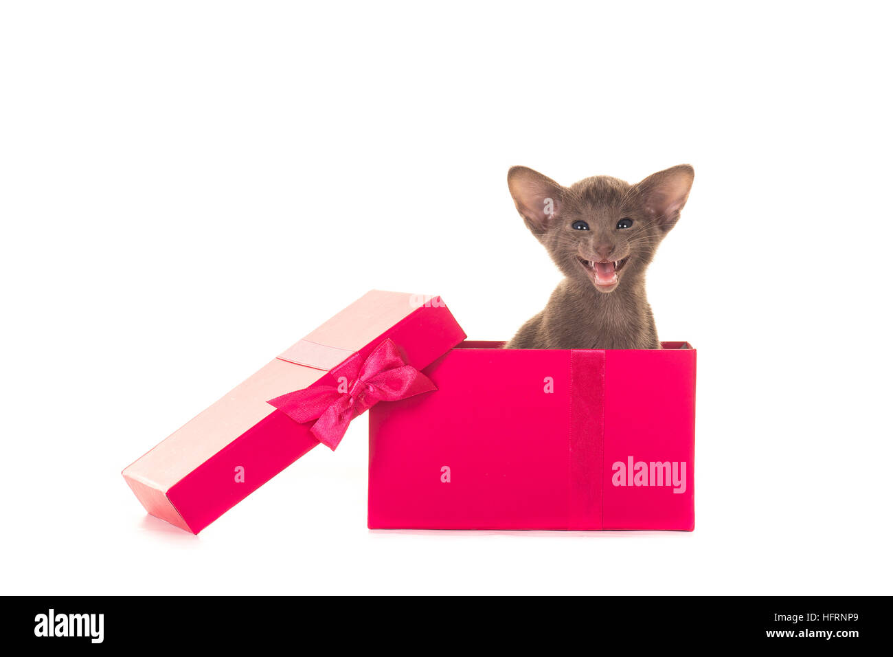 Cute grey singing speaking siamese kitten cat in a pink present box isolated on a white background Stock Photo