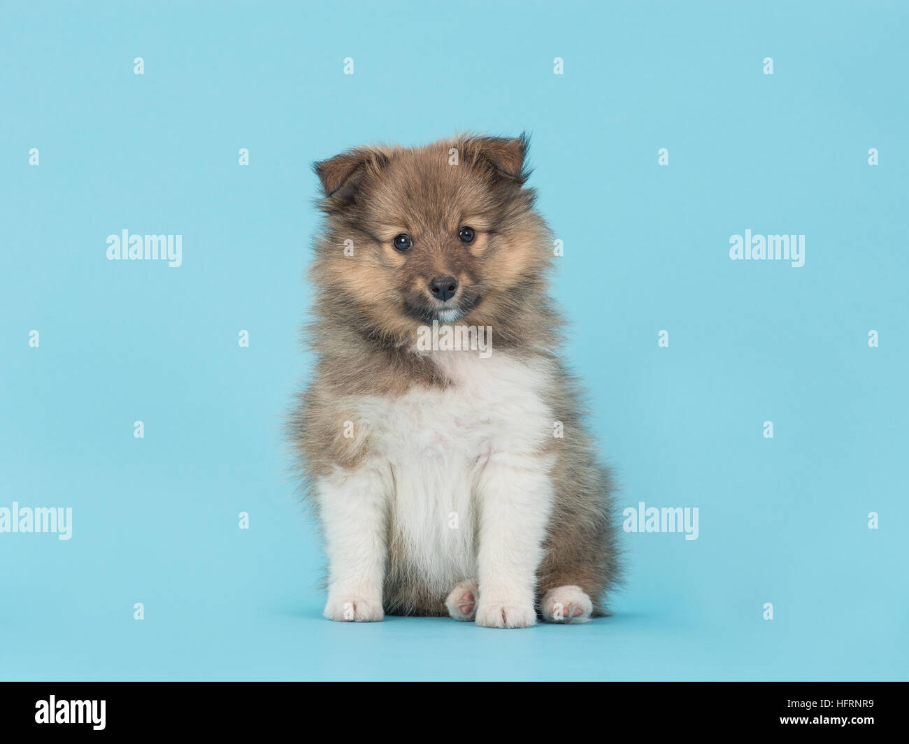 Shetland sheepdog, cute sheltie puppy dog sitting on a blue background facing the camera Stock Photo