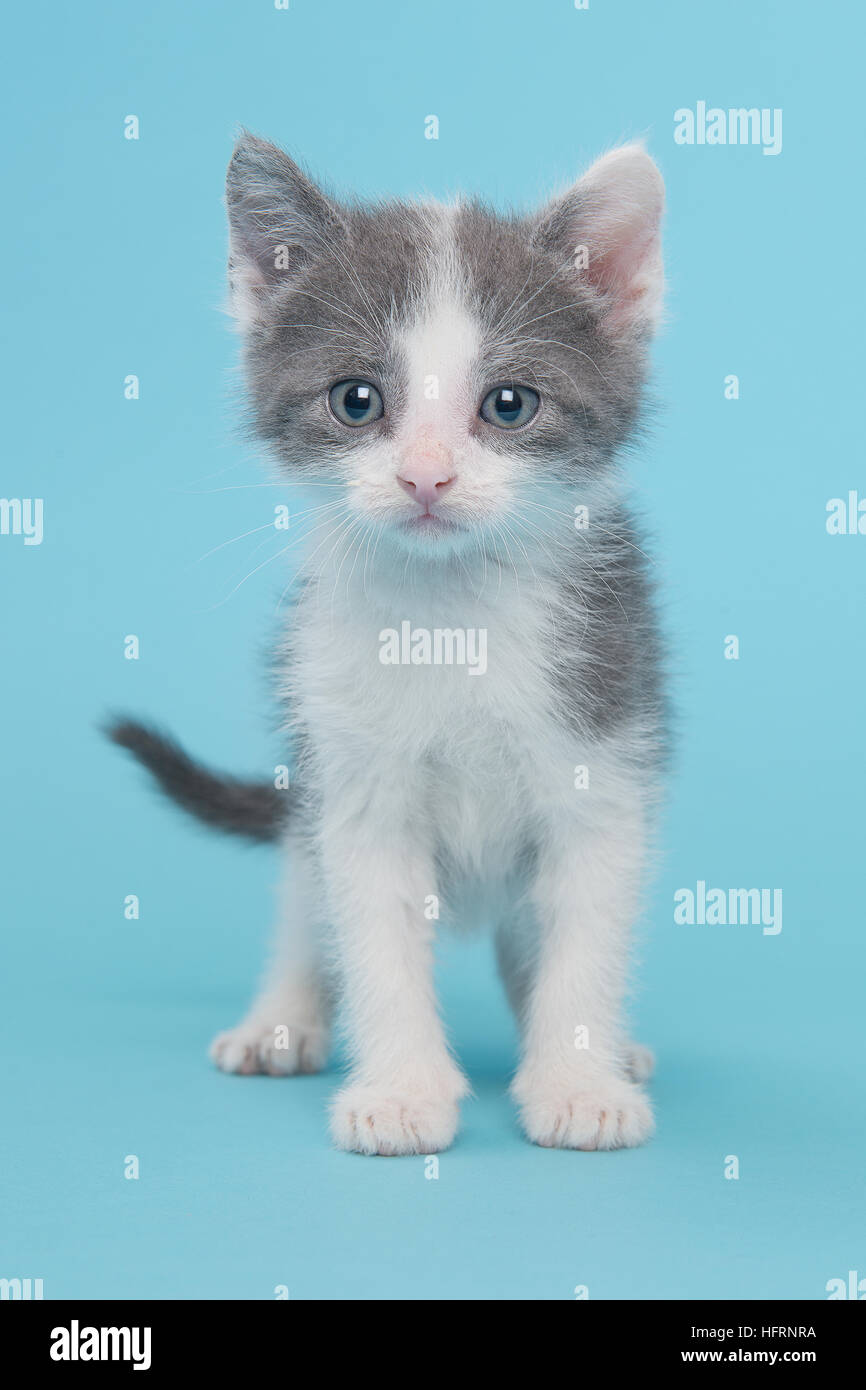 Cute standing grey and white baby cat facing the camera on a blue background Stock Photo