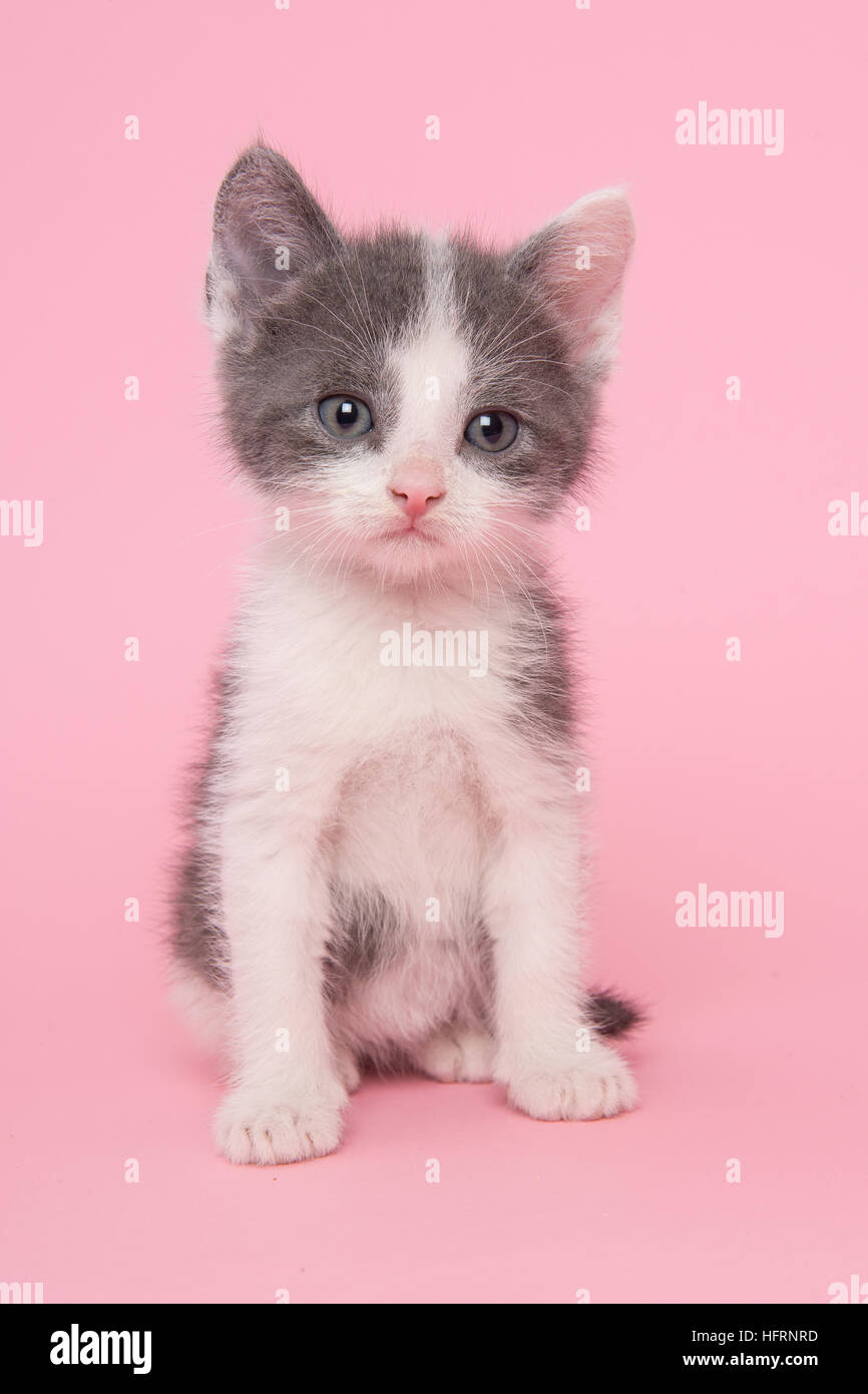 Cute sitting grey and white kitten baby cat on a pink background Stock Photo