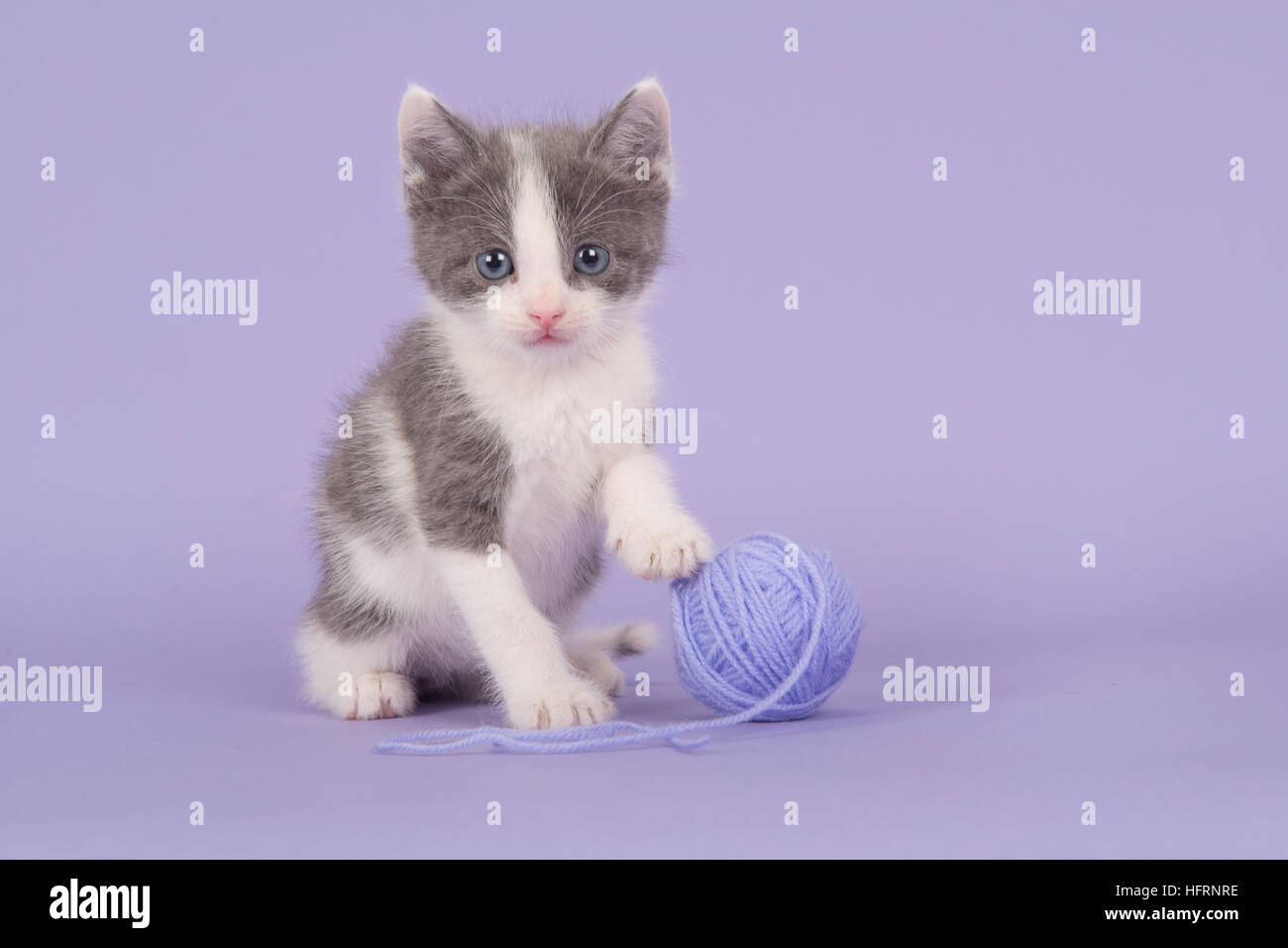 Cute grey and white baby cat kitten facing the camera on a purple lavendel background with its paw on a lavendel purple ball of wool Stock Photo